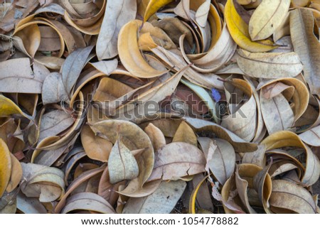 Dry leaf texture