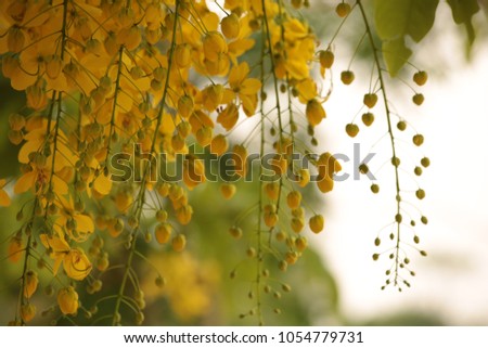 Cassia fistula National flower of Thailand Golden Shower Tree