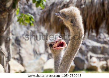 Big funny bird: closeup photo of ostrich 