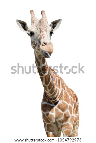 Tall funny giraffe is isolated on a white background. The giraffe shows the tongue