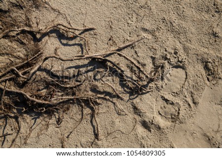 the surface texture of vertical soil sand-clay foundations with cracks and plant roots