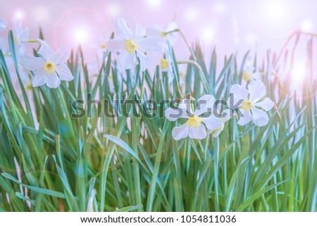 White daffodils blooming, abstract picture