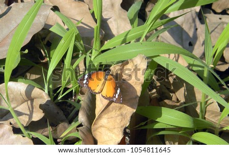  plain tiger butterfly on the  dry leaf & grass background