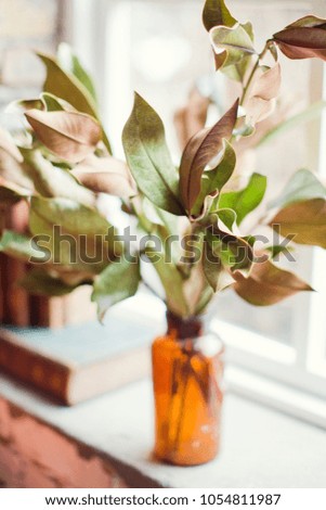 branches of magnolia leaves in vase