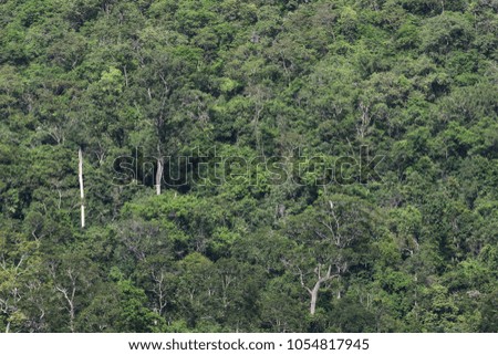 top view of forest in thailand and blue sky.