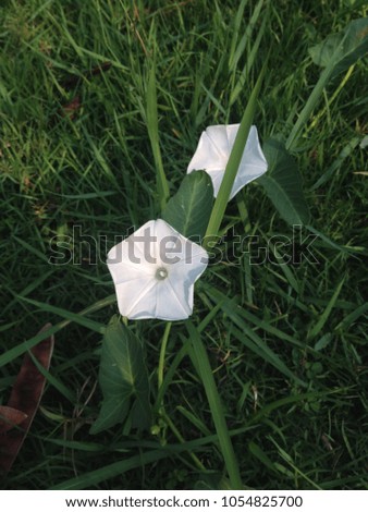 White morning glory flower.