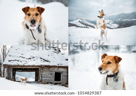 Four picture collage with a happy fox terrier outdoors in winter
