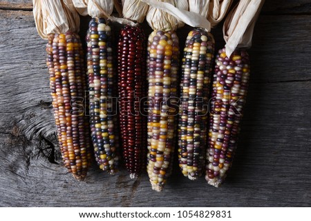 High angle shot of a group of flint corn cobs. Also known as Indian Corn, Calico Corn and Ornamental Corn.  Royalty-Free Stock Photo #1054829831