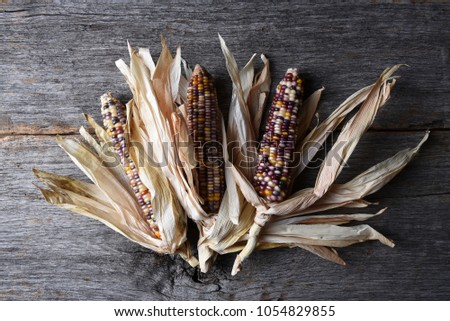 High angle shot of a group of flint corn cobs with husks. Also known as Indian Corn, Calico Corn and Ornamental Corn.