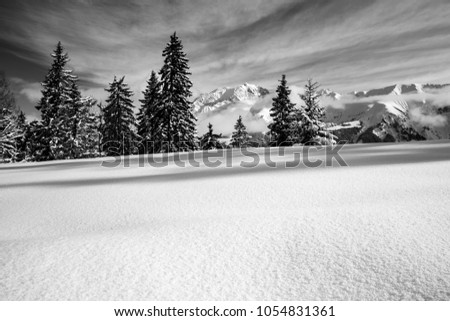 Beautiful black and white picture with snowy fir trees and mountains