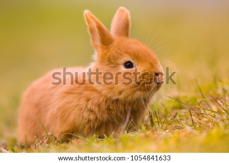 Cute Easter bunny (rabbit/hare) in spring green grass, small gorgeous animal in nature,Easter symbol