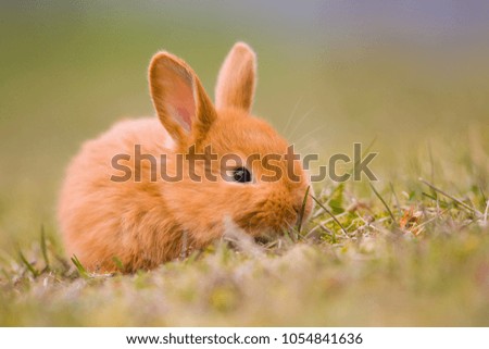 Cute Easter bunny (rabbit/hare) in spring green grass, small gorgeous animal in nature, spring symbol