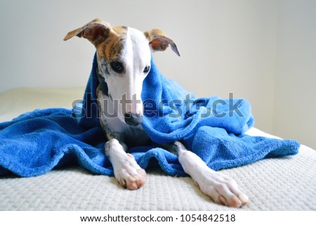 Cute whippet dog laid on a bed with a blue blanket
