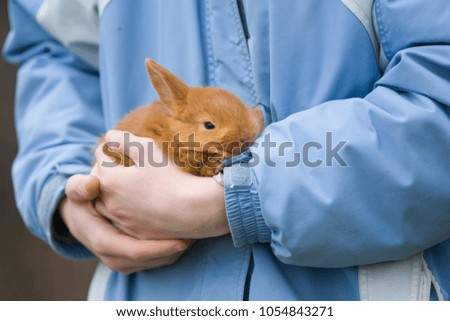 Rabbit/Hare/Bunny in human care, on humans hands, people love animals