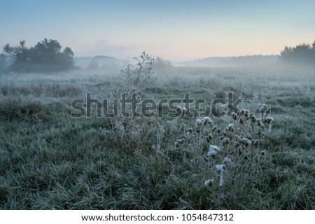 The first frost. Hoarfrost decorated the grass and trees. In the morning there was a thick frosty fog. These are the first signs of an approaching winter. Each time of the year is beautiful.