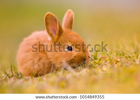 Easter is coming! Small cute bunny/hare/rabbit in green young spring grass, symbol of Easter and spring - new life