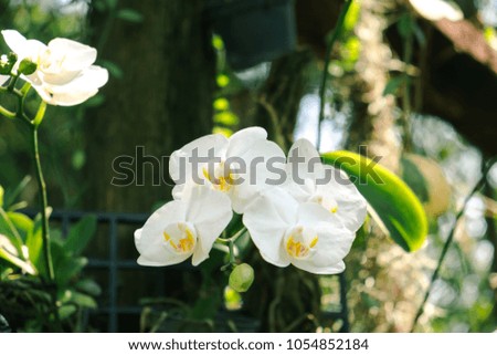 Orchid in the garden