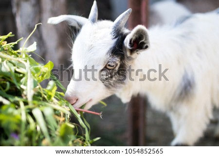 A small white goat with black patches and two small horns grazing grass on an organic and natural farm. Goat puppy on a farm for organic food. Animals born in spring in the event of Easter