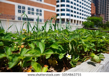 bushes of strawberries in a pot on the balcony. seedlings of strawberry in pots. The concept of urban gardening Royalty-Free Stock Photo #1054863755