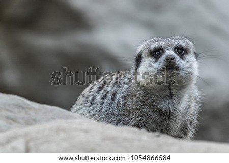 Meerkat sitting on top of rock	
