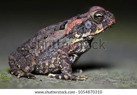 beautiful young frog