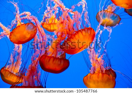 spectacular jellyfish Royalty-Free Stock Photo #105487766