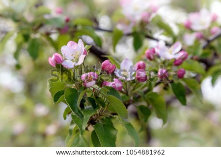 Bright Apple flowers on the background of flowering branches, soft focus, blur, sunlight,