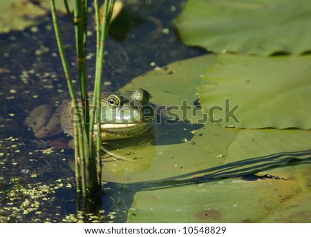 Green Frog Hiding in the Lilly Pads