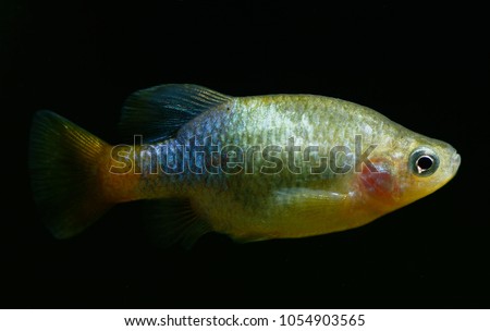 Male Redtail Goodeid, Orangetail Goodeid, Redtail Splitfin (Xenotoca eiseni) Royalty-Free Stock Photo #1054903565