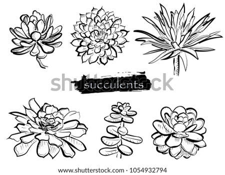 Set with hand drawn succulent on white background