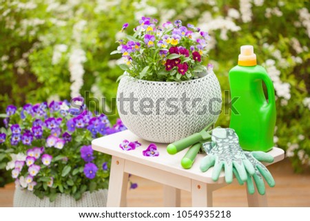 beautiful pansy summer flowers in garden, fertilizer, gloves, tools