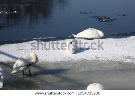 wild bird river swan