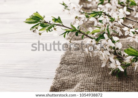 beautiful fresh cherry branches with white flowers on rustic fabric on wooden background in morning light. hello spring image, space for text. springtime blooming. rural life concept