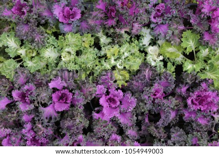 Close up outdoor view from above of ornamental cabbages. Green and purple kales leaves rows. Abstract colorful design. Detail of fresh decorative plants in a french garden. Bicolor natural surface.  Royalty-Free Stock Photo #1054949003
