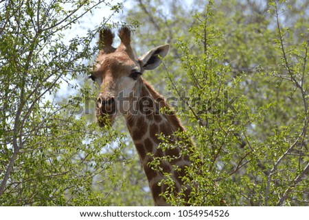 Giraffe enjoying some juicy leafs.
