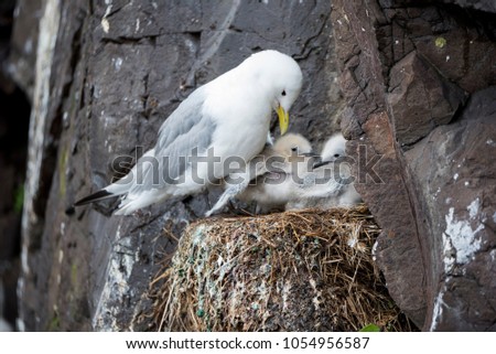 Icelandic Seagull in nest with young baby gulls among rocks. Birds Nest on the basalt cliff. Concept ecology protection. Unique pictures of wildlife. Location place Dyrholaey coast Iceland, Europe.