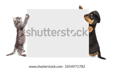 Cute puppy and kitten holding up a blank sign to enter text onto