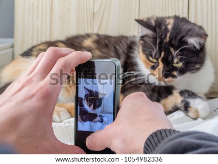 Young three-colored lying cat licks the fur. Man taking photo of cat with smartphone.
 Royalty-Free Stock Photo #1054982336