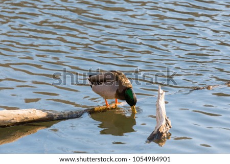 Mallard Duck Perched on Branch with Beak in Water