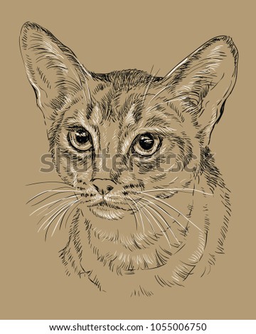 Vector outline monochrome portrait of curious Abyssinian Cat in black and white colors. Hand drawing illustration isolated on brown background