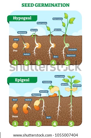 Seed germination cross section vector illustration in stages. Hypogeal and epigeal types. Plant gardening information. Royalty-Free Stock Photo #1055007404
