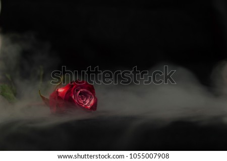 
Red rose on a black background with white smoke