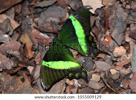 Papilio palinurus is a butterfly. Dorsal sides of the wings are covered by a powder of green scales and the background vary from dark greenish to black,with broad bright emerald green metallic bands.