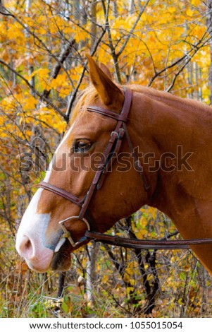 Horse with fall background
