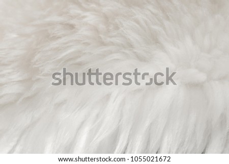 White fluffy wool texture, natural wool background, fur texture close-up for designers, light long fur animal