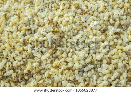 Red ants egg together for cooking.Ant eggs background.