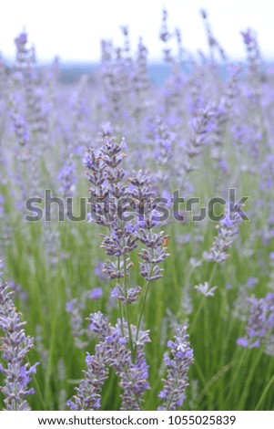Field of flowering lavender, Lavender, Lavandula angustifolia, Lavandula officinalis, 