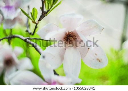 Blooming magnolia tree in Tbilisi, s downtown in sunny spring day