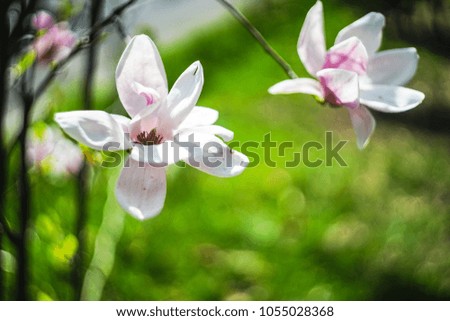 Blooming magnolia tree in Tbilisi, s downtown in sunny spring day