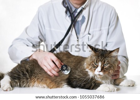 Doctor Listens to a Cat with a Stethoscope
